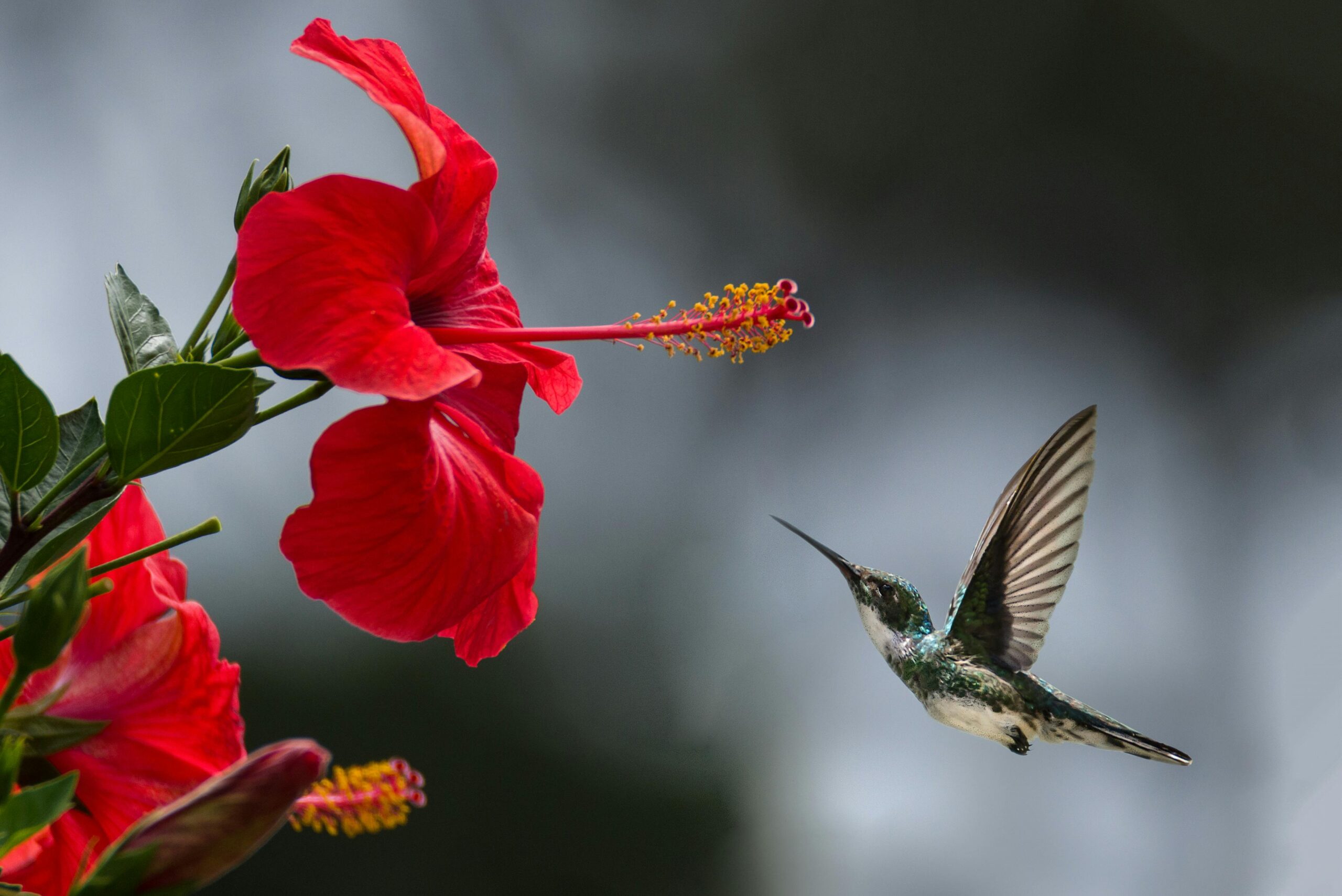 Welcome to the captivating world of the hibiscus flower